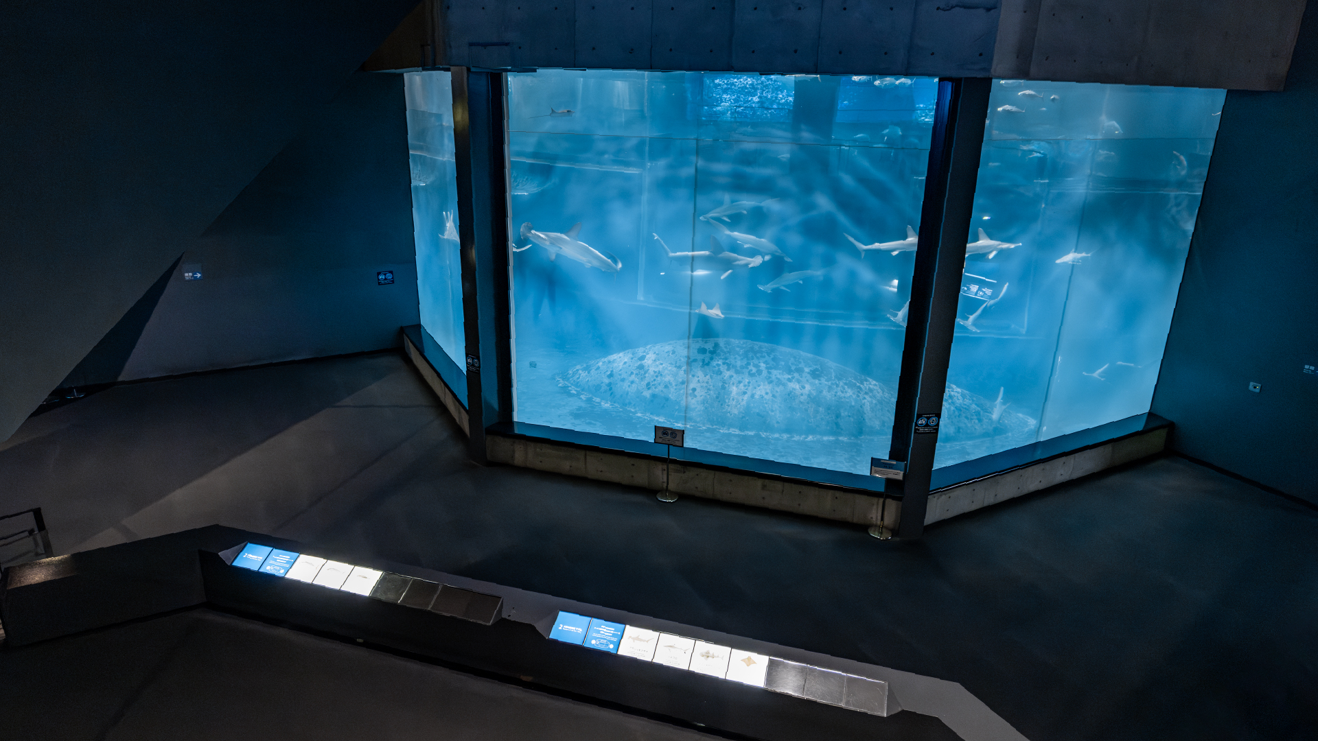【20262東京景點】葛西臨海水族園:門票、交通方式、搭摩天輪等親子自由行整理 - 第4張圖 葛西臨海水族園必看 #1 大洋航海家